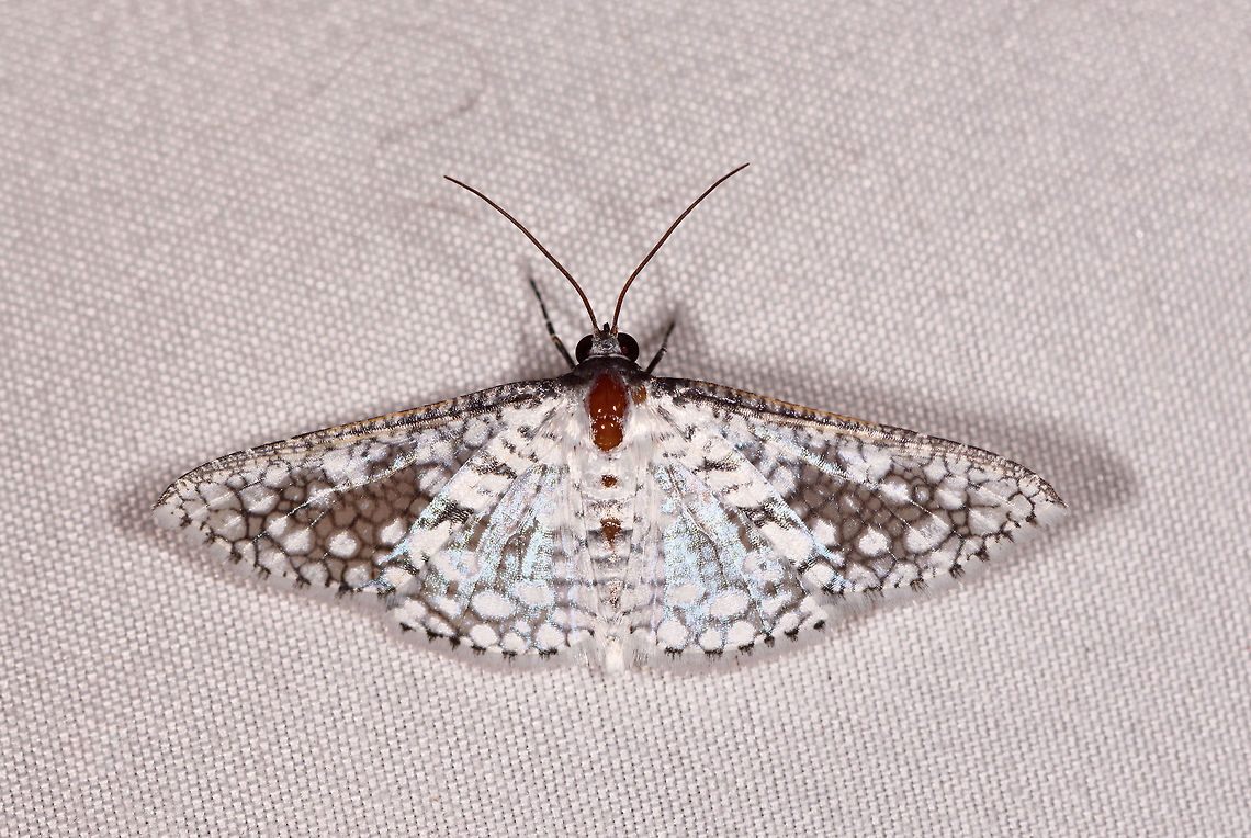 Rhodoneura sp., Rio Ñambi, Colombia  Colombia,Colombia 2018,Colombia South,Rio Ñambi,South America