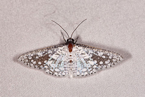 Rhodoneura sp., Rio Ñambi, Colombia  Colombia,Colombia 2018,Colombia South,Rio Ñambi,South America