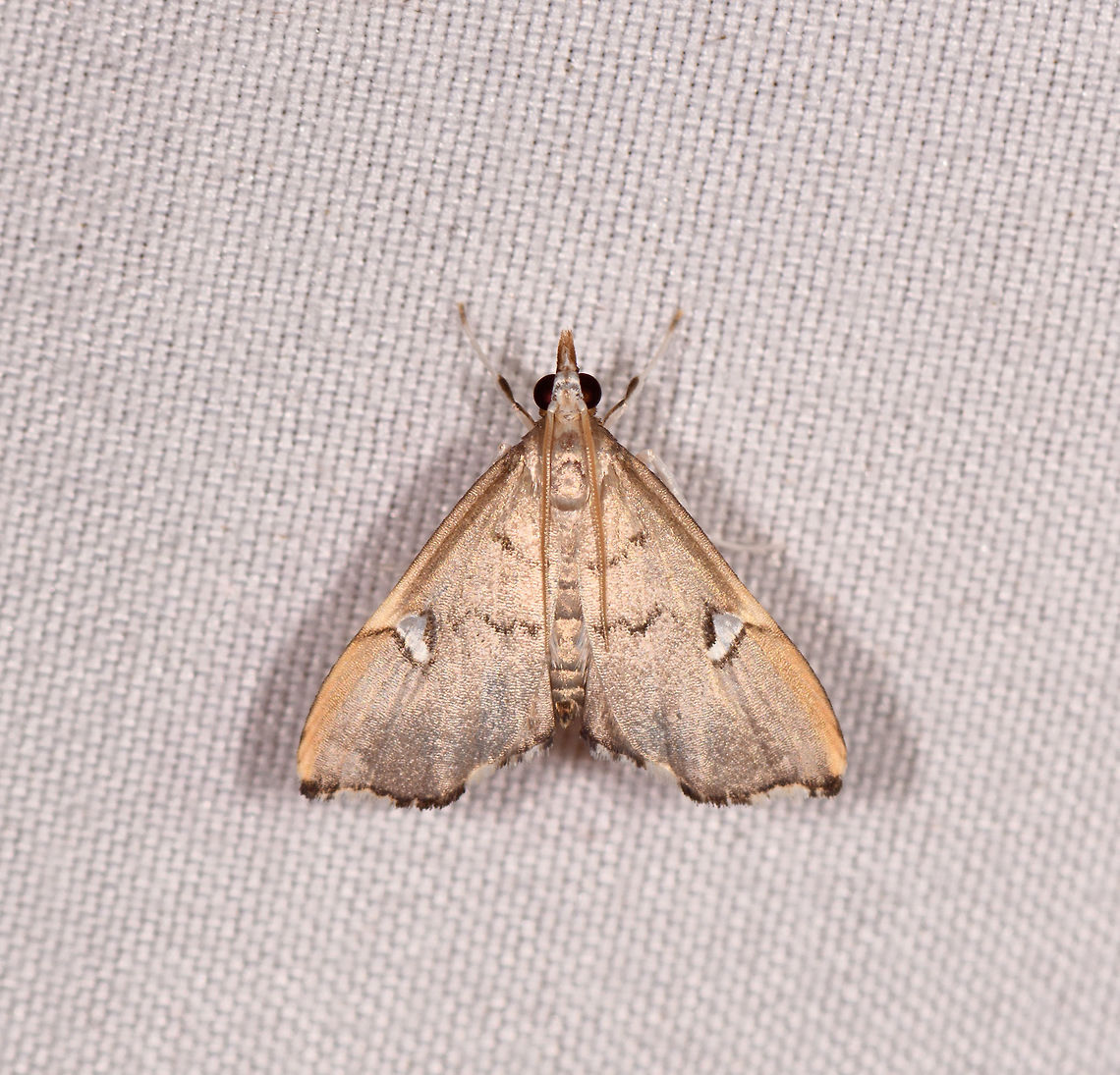 Deuterophysa  sp.?, Rio Ñambi, Colombia  Colombia,Colombia 2018,Colombia South,Rio Ñambi,South America