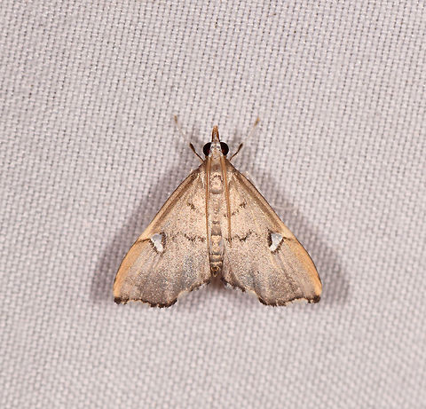 Deuterophysa  sp.?, Rio &Ntilde;ambi, Colombia  Colombia,Colombia 2018,Colombia South,Rio &Ntilde;ambi,South America