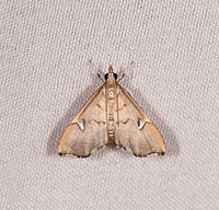 Deuterophysa sp.?, Rio Ñambi, Colombia Colombia,Colombia 2018,Colombia South,Rio Ñambi,South America