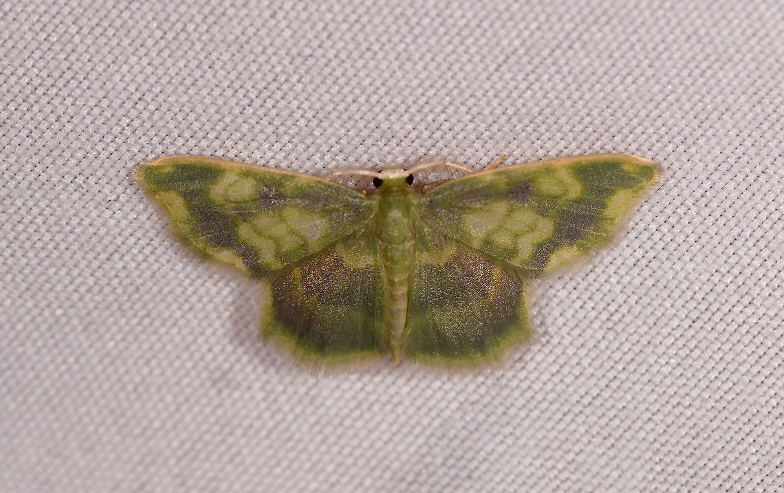 Hydata sp., Rio Ñambi, Colombia  Colombia,Colombia 2018,Colombia South,Rio Ñambi,South America