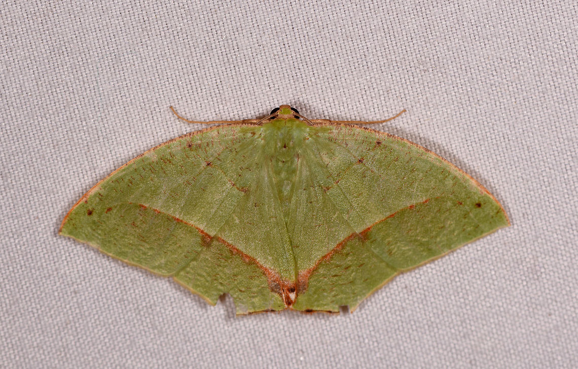 Phyle transglauca, Rio Ñambi, Colombia  Colombia,Colombia 2018,Colombia South,Phyle transglauca,Rio Ñambi,South America