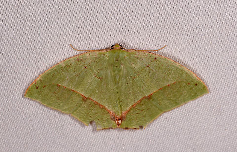 Phyle transglauca, Rio Ñambi, Colombia  Colombia,Colombia 2018,Colombia South,Phyle transglauca,Rio Ñambi,South America