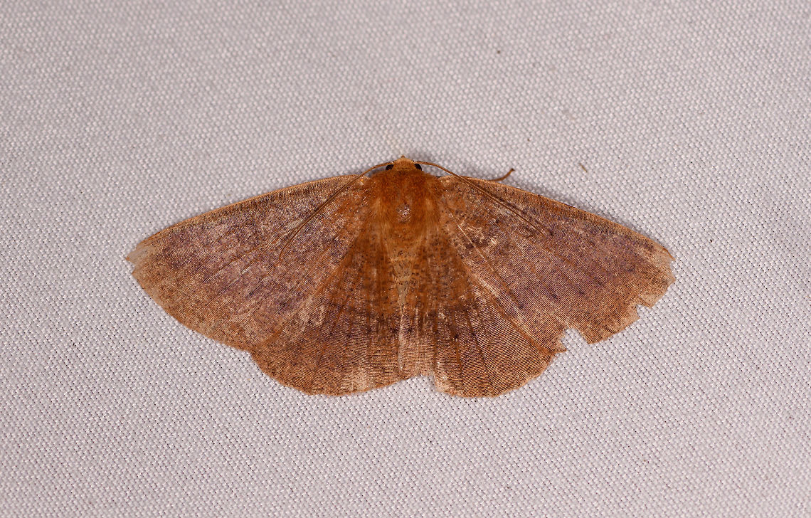 Brown geometer moth, Rio Ñambi, Colombia  Colombia,Colombia 2018,Colombia South,Rio Ñambi,South America