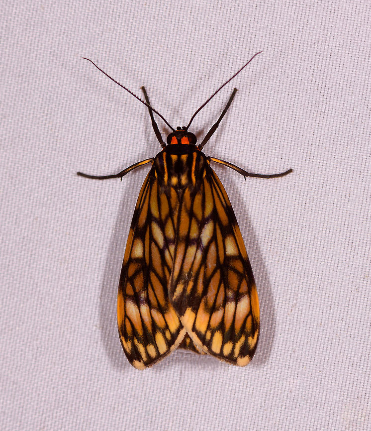 Eucereon bicenoi, Rio Ñambi, Colombia Note: the red marks near the eye are not a flash effect, they are part of the head. Colombia,Colombia 2018,Colombia South,Eucereon bicenoi,Rio Ñambi,South America