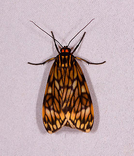Eucereon bicenoi, Rio Ñambi, Colombia Note: the red marks near the eye are not a flash effect, they are part of the head. Colombia,Colombia 2018,Colombia South,Eucereon bicenoi,Rio Ñambi,South America