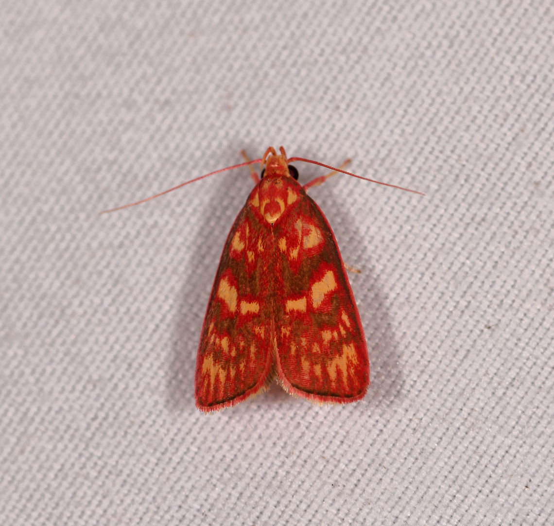 Himmacia inflammata, Rio Ñambi, Colombia  Colombia,Colombia 2018,Colombia South,Himmacia inflammata,Rio Ñambi,South America