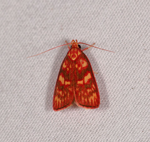 Himmacia inflammata, Rio Ñambi, Colombia  Colombia,Colombia 2018,Colombia South,Himmacia inflammata,Rio Ñambi,South America