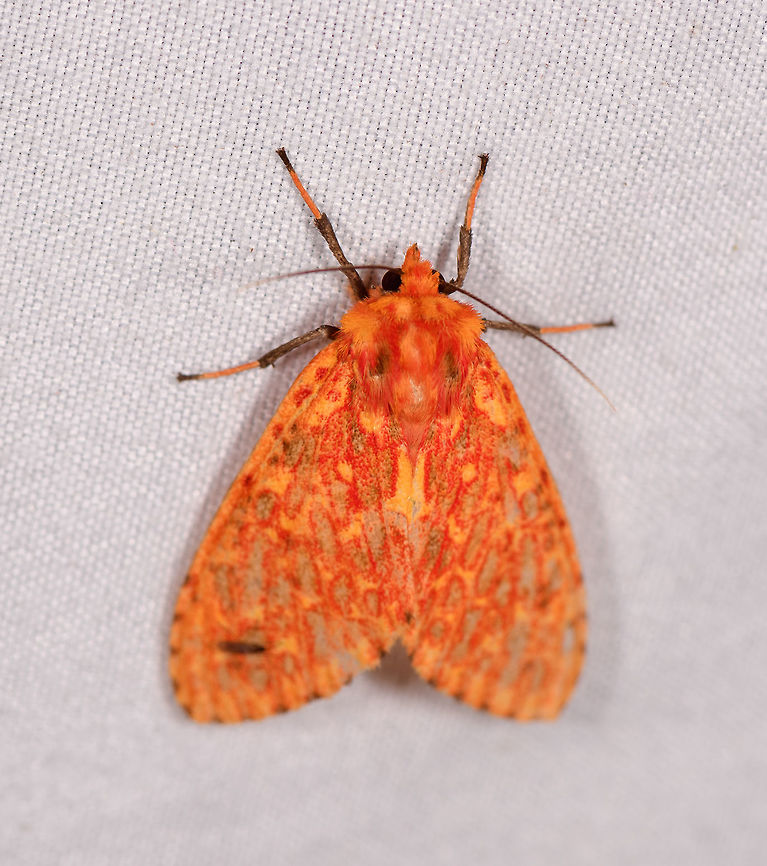 Moth 379, Rio Ñambi, Colombia Same:<br />
<figure class="photo"><a href="https://www.jungledragon.com/image/77997/symphlebia_sp._rio_ambi_colombia.html" title="Symphlebia sp., Rio &Ntilde;ambi, Colombia"><img src="https://s3.amazonaws.com/media.jungledragon.com/images/2/77997_thumb.jpg?AWSAccessKeyId=05GMT0V3GWVNE7GGM1R2&Expires=1767225610&Signature=N9HPfqQOEp5g0Y%2BNn%2B3jywpsekM%3D" width="138" height="152" alt="Symphlebia sp., Rio &Ntilde;ambi, Colombia  Colombia,Colombia 2018,Colombia South,Rio &Ntilde;ambi,South America" /></a></figure> Colombia,Colombia 2018,Colombia South,Rio Ñambi,South America