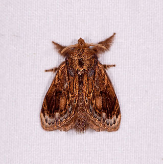 Euglyphis sp., Rio Ñambi, Colombia  Colombia,Colombia 2018,Colombia South,Rio Ñambi,South America