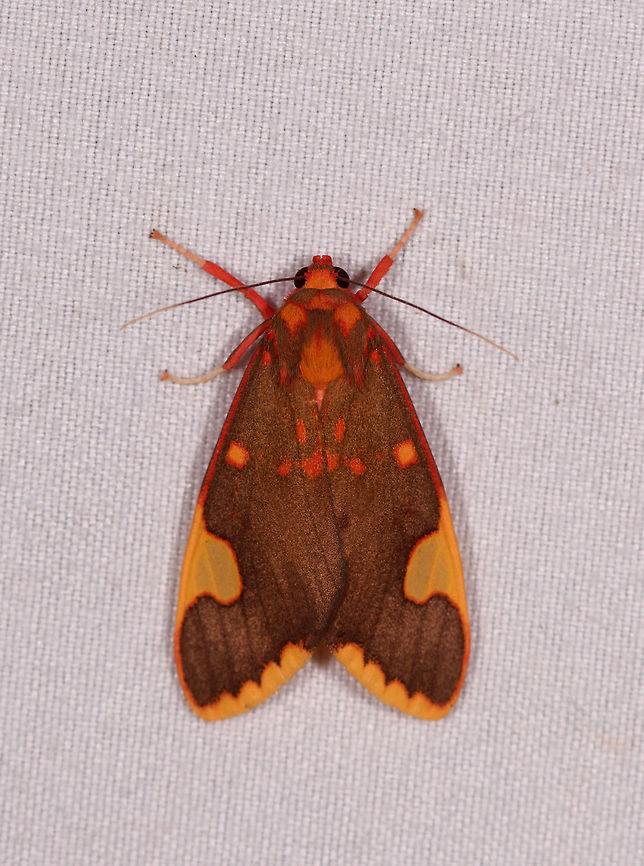 Melese amastris, Rio Ñambi, Colombia  Colombia,Colombia 2018,Colombia South,Melese amastris,Rio Ñambi,South America