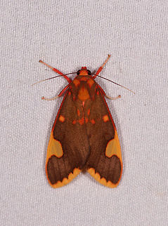 Melese amastris, Rio Ñambi, Colombia  Colombia,Colombia 2018,Colombia South,Melese amastris,Rio Ñambi,South America