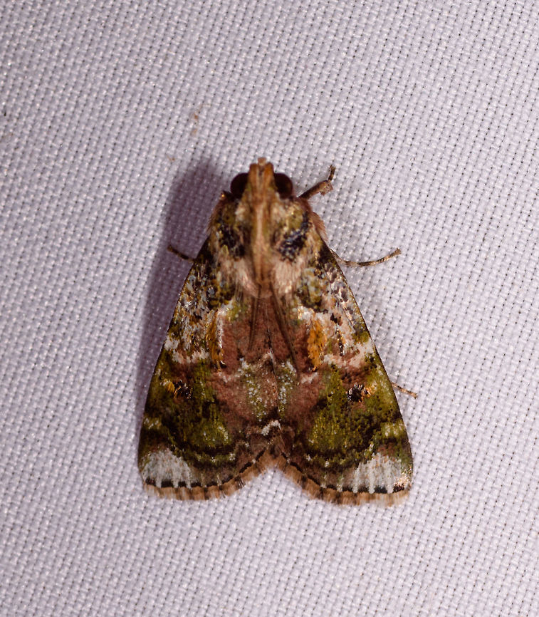 Epipaschiinae, Rio Ñambi, Colombia Sorry, slightly out of focus. I cut this one out of another photo, so photographed it by accident :) Colombia,Colombia 2018,Colombia South,Rio Ñambi,South America