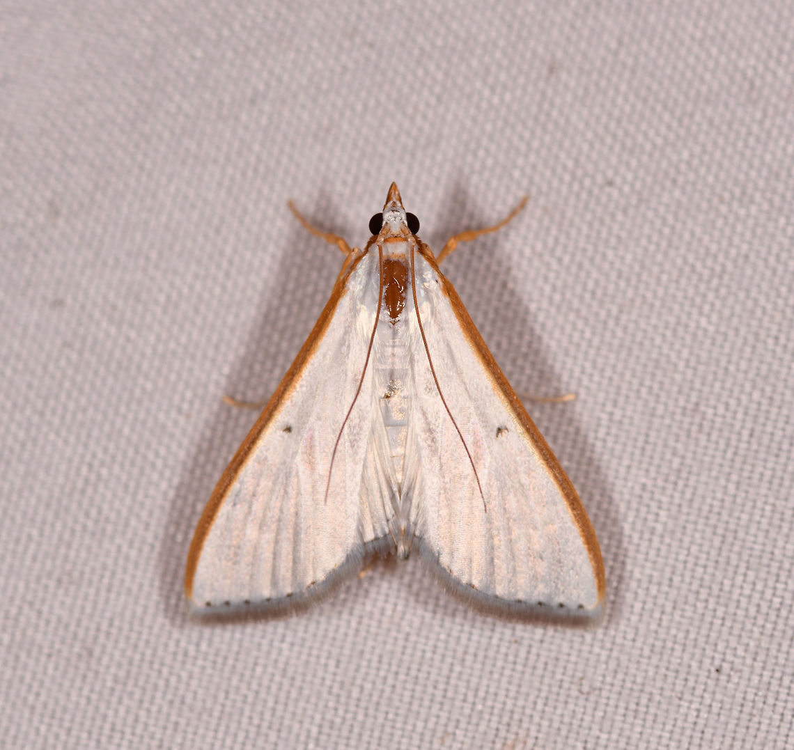 White Palpita Moth, Rio Ñambi, Colombia  Colombia,Colombia 2018,Colombia South,Fall,Geotagged,Jasmine moth,Palpita vitrealis,Rio Ñambi,South America