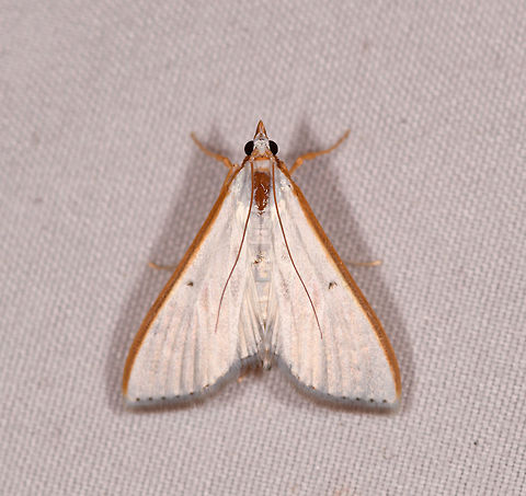 White Palpita Moth, Rio Ñambi, Colombia  Colombia,Colombia 2018,Colombia South,Fall,Geotagged,Jasmine moth,Palpita vitrealis,Rio Ñambi,South America