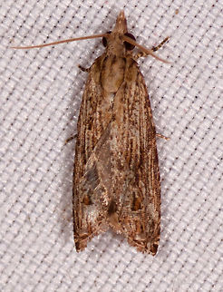 Brown leafroller, Rio Ñambi, Colombia A very tight crop as I accidentally photographed it when photographing another moth. Colombia,Colombia 2018,Colombia South,Rio Ñambi,South America