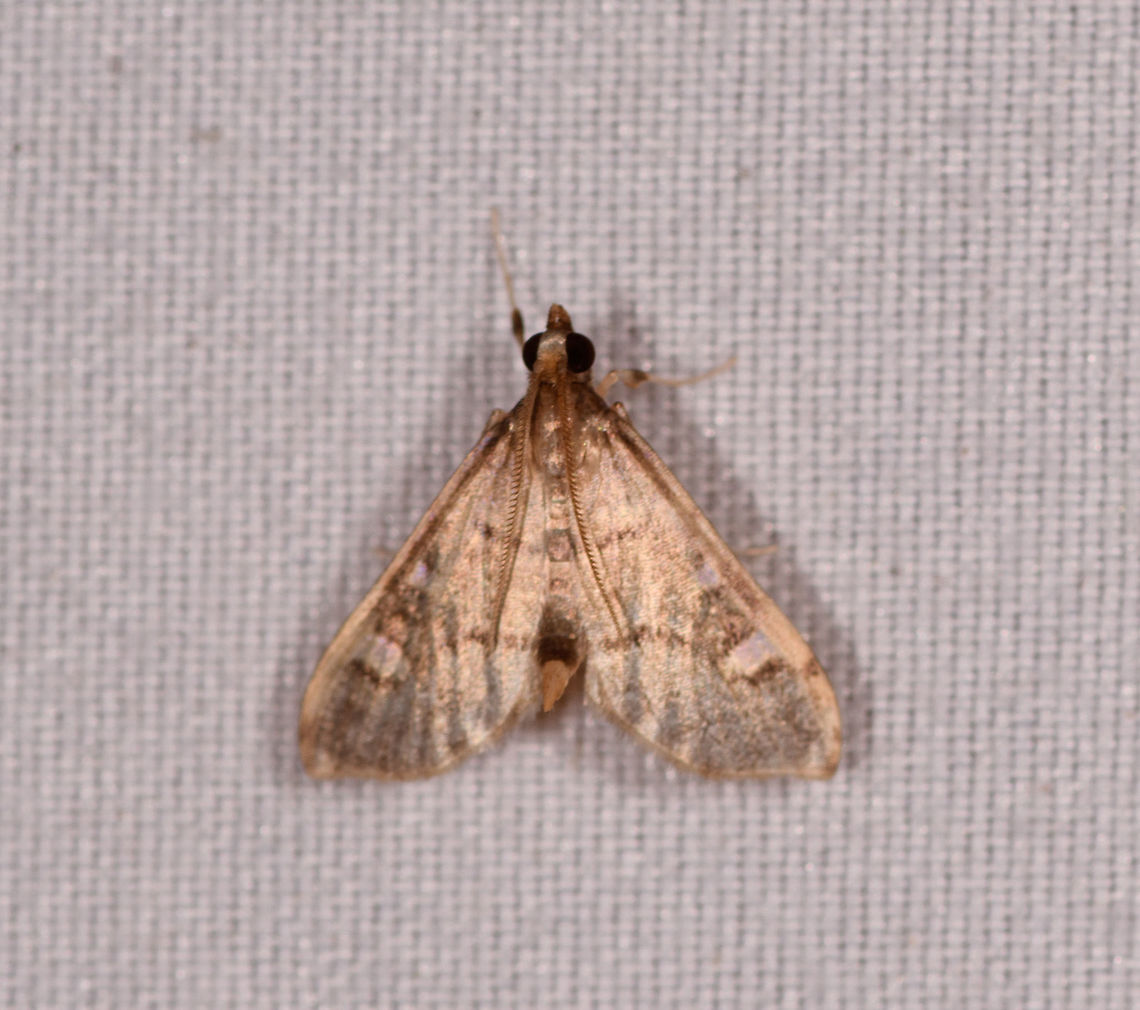 Small champagne color moth, Rio Ñambi, Colombia It looks similar to this:<br />
<figure class="photo"><a href="https://www.jungledragon.com/image/78509/deuterophysa_sp._rio_ambi_colombia.html" title="Deuterophysa  sp.?, Rio &Ntilde;ambi, Colombia"><img src="https://s3.amazonaws.com/media.jungledragon.com/images/2/78509_thumb.jpg?AWSAccessKeyId=05GMT0V3GWVNE7GGM1R2&Expires=1767225610&Signature=JLdDsLcWWVGFkhgqaevhue%2BdBTg%3D" width="200" height="194" alt="Deuterophysa  sp.?, Rio &Ntilde;ambi, Colombia  Colombia,Colombia 2018,Colombia South,Rio &Ntilde;ambi,South America" /></a></figure><br />
...yet note that the latter is at least twice the size of this one.  Colombia,Colombia 2018,Colombia South,Fall,Geotagged,Rio Ñambi,South America