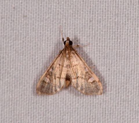 Small champagne color moth, Rio Ñambi, Colombia It looks similar to this:
https://www.jungledragon.com/image/78509/moth_373_rio_ambi_colombia.html
...yet note that the latter is at least twice the size of this one.  Colombia,Colombia 2018,Colombia South,Fall,Geotagged,Rio Ñambi,South America