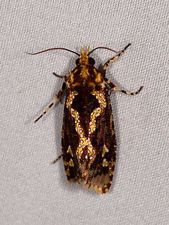 Small dark brown moth with golden lines and white speckles, Rio Ñambi, Colombia Possibly Scardia sp. Colombia,Colombia 2018,Colombia South,Rio Ñambi,South America