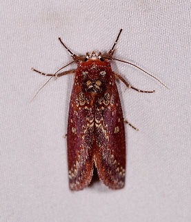 Hemiceras constellata, Rio Ñambi, Colombia  Colombia,Colombia 2018,Colombia South,Fall,Geotagged,Hemiceras constellata,Rio Ñambi,South America