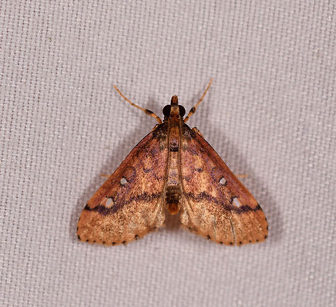 White speckled cambrid, Rio &Ntilde;ambi, Colombia  Colombia,Colombia 2018,Colombia South,Fall,Geotagged,Rio &Ntilde;ambi,South America