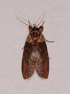 Tall brown moth, Rio Ñambi, Colombia  Colombia,Colombia 2018,Colombia South,Rio Ñambi,South America