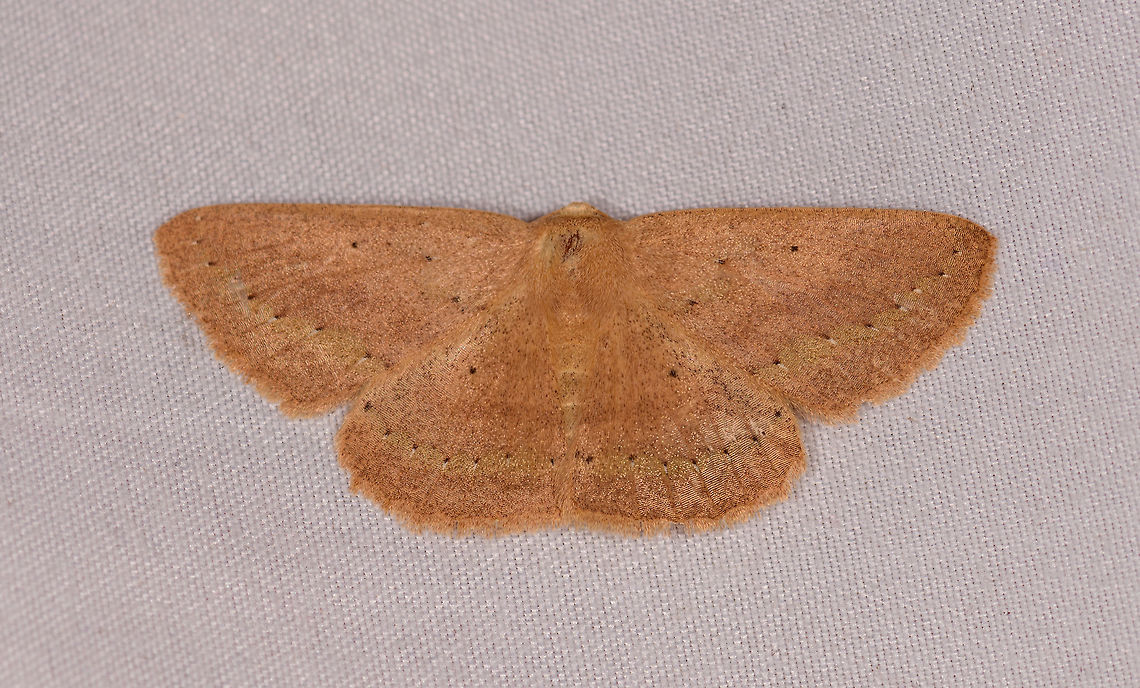 Light Brown Geometer moth, Rio Ñambi, Colombia  Colombia,Colombia 2018,Colombia South,Fall,Geotagged,Rio Ñambi,South America