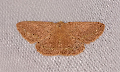 Light Brown Geometer moth, Rio Ñambi, Colombia  Colombia,Colombia 2018,Colombia South,Fall,Geotagged,Rio Ñambi,South America