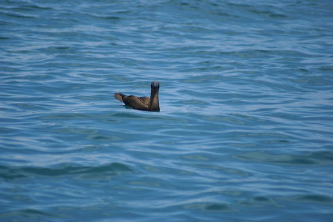 Dolphin bird I don't know the specie name of this bird, but the trick we learned from our guide is that wherever these birds are, dolphins are around. Birds,Brown Booby,Costa Rica,Sula leucogaster,water