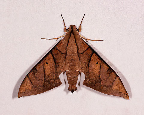 Pachylia darceta, Rio Ñambi, Colombia This one ends the series. A series of neotropical moths photographed across 3 locations in south Colombia, spanning five different sessions in 2018:
https://www.jungledragon.com/list/525/moths_of_colombia_-_2018.html
Some stats: 391 photos. Considering a few dozen duplicates, I estimate about 300 unique species photographed. This has led to 140(!) species intros. The vast majority of photos not identified to species level are identified to the family or genus level.

As thrilled as I am with these stats, numbers are one thing. What about the mesmerizing diversity in shape, color, size and patterns?

And now we come to the most important part of these closing words: credits. 

First and foremost, without Lisa Kimmerling and Christine Young launching the idea of "Moth week" here at JD in the summer of 2018, this set would not exist. We've traveled to tropical nations for 12 years, and never did we pay any attention to moths specifically. The idea to try mothing in the jungle with a light trap is a direct result of Moth week. 

And what an idea it is. It costs nothing, is extremely productive, and tons of fun. For all these years, all this stunning diversity in the tropics had been hiding in plain sight. My eyes are open now. 

There's more. Several people have helped to identify our moths, the vast majority again by Lisa and Christine. Christine deserves a special mention for her heroic effort and excitement. Sharing a set this large may be a good 200 hours of work. Christine has probably matched or exceeded that in time regarding identifications. That's an incredible amount of volunteer work just to help somebody, and I don't feel worthy of it. Besides ID help, Lisa and Christine has made the sharing of this set something exciting and fun, instead of a dreadful task. 

Therefore I consider this OUR set, not my set. It wouldn't have existed without them. It has been our collective effort to admire and describe moths in Colombia. The JungleDragon way, where we don't compete but collaborate based on a shared love for wildlife.

Thank you, dear Lisa and Christine!

As for this set ending, to me it is a beginning. I do not live in a good place for structural mothing, but surely I will make every effort in our remote travel to try again. 

Some final housekeeping:
- This does not end the Colombia 2018 coverage, still two more days to go :)
- I still have a plan to create a giant plate out of this set
- I've created a new list that keeps track of the moths not yet identified, should we ever come across matches:

https://www.jungledragon.com/list/560/moths_of_colombia_2018_unidentified.html
 Colombia,Colombia 2018,Colombia South,Pachylia darceta,Rio Ñambi,South America
