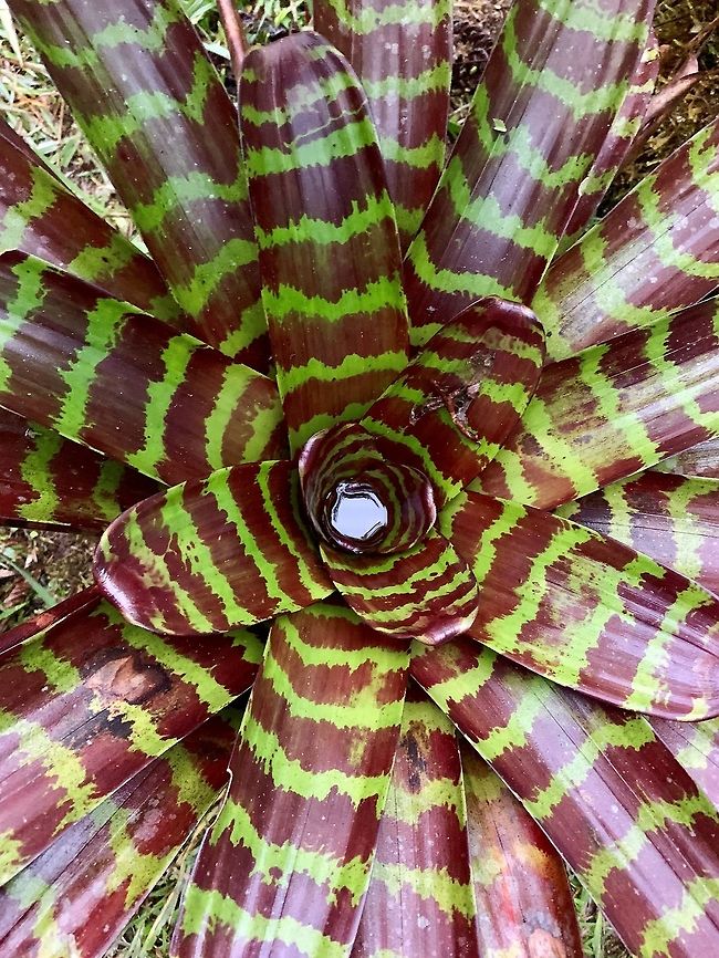 Giant Bromelia? Rio &Ntilde;ambi, Colombia Smartphone photo of a very large Bromelia? plant growing near the lodge in Rio &Ntilde;ambi, Colombia. Always a good idea to check the puddles of water inside, a common home for frogs.  Colombia,Colombia 2018,Colombia South,Fall,Geotagged,Pachylia darceta,Rio &Ntilde;ambi,South America