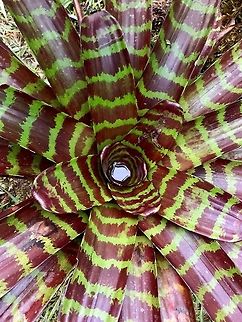 Giant Bromelia? Rio Ñambi, Colombia Smartphone photo of a very large Bromelia? plant growing near the lodge in Rio Ñambi, Colombia. Always a good idea to check the puddles of water inside, a common home for frogs.  Colombia,Colombia 2018,Colombia South,Fall,Geotagged,Pachylia darceta,Rio Ñambi,South America