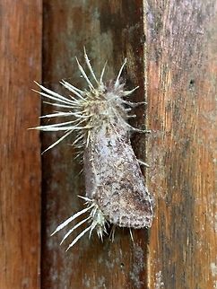 Cordyceps tuberculata on moth, Rio Ñambi, Colombia The second cordyceps on this trip that I found myself. Which was easy enough as it was stuck to our bedroom window :) Colombia,Colombia 2018,Colombia South,Cordyceps tuberculata,Dwarf Caterpillar Club,Fall,Geotagged,Pachylia darceta,Rio Ñambi,South America