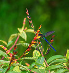 Long-tailed sylph - feeding, Rio &Ntilde;ambi, Colombia After a pretty horrible night in the Rio &Ntilde;ambi lodge (moldy room full of bugs), we booted up to start enjoying our only full day in the forest. Our first action was to simply move to the second floor of the building. From there, we had a good view of some fruit trees known to attract early feeders. <br />
<br />
From the corner of my eye I could see the glittering of this male Long-tailed sylph as it was feeding. From the closeup photo you can see that this is quite a precise job.<br />
https://www.jungledragon.com/image/78757/long-tailed_sylph_-_feeding_closeup_rio_ambi_colombia.html Aglaiocercus kingii,Colombia,Colombia 2018,Colombia South,Long-tailed sylph,Rio &Ntilde;ambi,South America