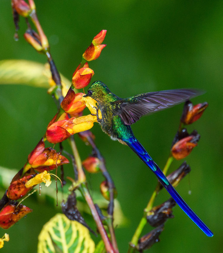 Long-tailed sylph - feeding closeup, Rio Ñambi, Colombia After a pretty horrible night in the Rio &Ntilde;ambi lodge (moldy room full of bugs), we booted up to start enjoying our only full day in the forest. Our first action was to simply move to the second floor of the building. From there, we had a good view of some fruit trees known to attract early feeders.<br />
<br />
From the corner of my eye I could see the glittering of this male Long-tailed sylph as it was feeding. From the closeup photo you can see that this is quite a precise job.<br />
<figure class="photo"><a href="https://www.jungledragon.com/image/78756/long-tailed_sylph_-_feeding_rio_ambi_colombia.html" title="Long-tailed sylph - feeding, Rio &Ntilde;ambi, Colombia"><img src="https://s3.amazonaws.com/media.jungledragon.com/images/2/78756_thumb.jpg?AWSAccessKeyId=05GMT0V3GWVNE7GGM1R2&Expires=1759968010&Signature=Nw0sO90JwlhWJiduXGxAjsg6Cn8%3D" width="146" height="152" alt="Long-tailed sylph - feeding, Rio &Ntilde;ambi, Colombia After a pretty horrible night in the Rio &Ntilde;ambi lodge (moldy room full of bugs), we booted up to start enjoying our only full day in the forest. Our first action was to simply move to the second floor of the building. From there, we had a good view of some fruit trees known to attract early feeders. <br />
<br />
From the corner of my eye I could see the glittering of this male Long-tailed sylph as it was feeding. From the closeup photo you can see that this is quite a precise job.<br />
https://www.jungledragon.com/image/78757/long-tailed_sylph_-_feeding_closeup_rio_ambi_colombia.html Aglaiocercus kingii,Colombia,Colombia 2018,Colombia South,Long-tailed sylph,Rio &Ntilde;ambi,South America" /></a></figure> Aglaiocercus kingii,Colombia,Colombia 2018,Colombia South,Long-tailed sylph,Rio Ñambi,South America