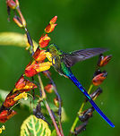 Long-tailed sylph - feeding closeup, Rio Ñambi, Colombia After a pretty horrible night in the Rio Ñambi lodge (moldy room full of bugs), we booted up to start enjoying our only full day in the forest. Our first action was to simply move to the second floor of the building. From there, we had a good view of some fruit trees known to attract early feeders.<br />
<br />
From the corner of my eye I could see the glittering of this male Long-tailed sylph as it was feeding. From the closeup photo you can see that this is quite a precise job.<br />
https://www.jungledragon.com/image/78756/long-tailed_sylph_-_feeding_rio_ambi_colombia.html Aglaiocercus kingii,Colombia,Colombia 2018,Colombia South,Long-tailed sylph,Rio Ñambi,South America