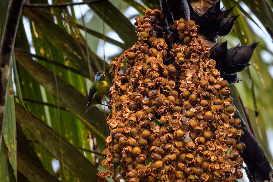 Moss-backed tanager, Rio &Ntilde;ambi, Colombia I don't know the name of this fruit but surely we appreciated it as it attracted several species of tanagers. This tanager has a bright blue face and yellow chest. Zoologists call it "moss-backed" because in another universe this makes total sense. Within Colombia, only found in the south. Bangsia edwardsi,Colombia,Colombia 2018,Colombia South,Moss-backed tanager,Rio &Ntilde;ambi,South America