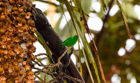 Glistening-green tanager, Rio Ñambi, Colombia  Chlorochrysa phoenicotis,Colombia,Colombia 2018,Colombia South,Fall,Geotagged,Glistening-green tanager,Rio Ñambi,South America