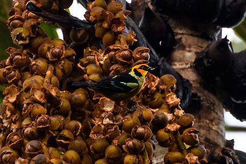 Flame-faced tanager, Rio &Ntilde;ambi, Colombia 7am, just a few minutes in, and this bird instantly made me forget about our horrible night. The day already a success, anything extra is a plus from here on. It's not an extremely rare bird, I just find it an awesome bird. Plus, after the flame-colored tanager, flame-rumped tanager and flame-throated warbler, flame-faced was still missing.
https://www.jungledragon.com/image/78773/flame-faced_tanager_-_front_rio_ambi_colombia.html
https://www.jungledragon.com/image/78774/flame-faced_tanager_-_side_rio_ambi_colombia.html
 Colombia,Colombia 2018,Colombia South,Fall,Flame-faced tanager,Geotagged,Rio &Ntilde;ambi,South America,Tangara parzudakii