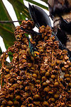 Flame-faced tanager - front, Rio Ñambi, Colombia 7am, just a few minutes in, and this bird instantly made me forget about our horrible night. The day already a success, anything extra is a plus from here on. It's not an extremely rare bird, I just find it an awesome bird. Plus, after the flame-colored tanager, flame-rumped tanager and flame-throated warbler, flame-faced was still missing.<br />
https://www.jungledragon.com/image/78772/flame-faced_tanager_rio_ambi_colombia.html<br />
https://www.jungledragon.com/image/78774/flame-faced_tanager_-_side_rio_ambi_colombia.html<br />
Colombia,Colombia 2018,Colombia South,Fall,Flame-faced tanager,Geotagged,Rio Ñambi,South America,Tangara parzudakii