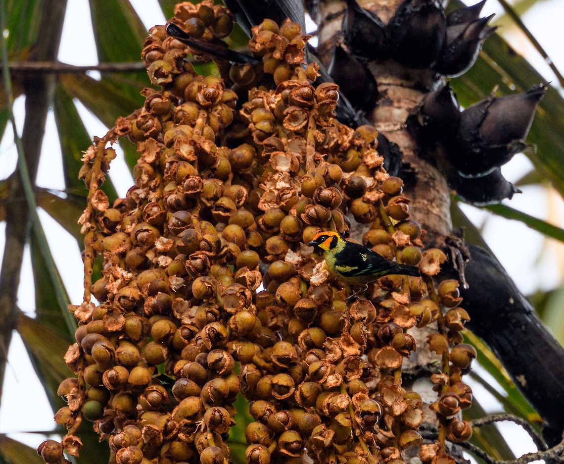 Flame-faced tanager - side, Rio &Ntilde;ambi, Colombia 7am, just a few minutes in, and this bird instantly made me forget about our horrible night. The day already a success, anything extra is a plus from here on. It's not an extremely rare bird, I just find it an awesome bird. Plus, after the flame-colored tanager, flame-rumped tanager and flame-throated warbler, flame-faced was still missing.<br />
<figure class="photo"><a href="https://www.jungledragon.com/image/78772/flame-faced_tanager_rio_ambi_colombia.html" title="Flame-faced tanager, Rio &Ntilde;ambi, Colombia"><img src="https://s3.amazonaws.com/media.jungledragon.com/images/2/78772_thumb.jpg?AWSAccessKeyId=05GMT0V3GWVNE7GGM1R2&Expires=1769040010&Signature=R%2BL25hHVRmegkvkFlT8tIqOYUp8%3D" width="200" height="134" alt="Flame-faced tanager, Rio &Ntilde;ambi, Colombia 7am, just a few minutes in, and this bird instantly made me forget about our horrible night. The day already a success, anything extra is a plus from here on. It's not an extremely rare bird, I just find it an awesome bird. Plus, after the flame-colored tanager, flame-rumped tanager and flame-throated warbler, flame-faced was still missing.<br />
https://www.jungledragon.com/image/78773/flame-faced_tanager_-_front_rio_ambi_colombia.html<br />
https://www.jungledragon.com/image/78774/flame-faced_tanager_-_side_rio_ambi_colombia.html<br />
 Colombia,Colombia 2018,Colombia South,Fall,Flame-faced tanager,Geotagged,Rio &Ntilde;ambi,South America,Tangara parzudakii" /></a></figure><br />
<figure class="photo"><a href="https://www.jungledragon.com/image/78773/flame-faced_tanager_-_front_rio_ambi_colombia.html" title="Flame-faced tanager - front, Rio &Ntilde;ambi, Colombia"><img src="https://s3.amazonaws.com/media.jungledragon.com/images/2/78773_thumb.jpg?AWSAccessKeyId=05GMT0V3GWVNE7GGM1R2&Expires=1769040010&Signature=%2F5%2FZN51TsrREXnaBXY4luA97DVQ%3D" width="102" height="152" alt="Flame-faced tanager - front, Rio &Ntilde;ambi, Colombia 7am, just a few minutes in, and this bird instantly made me forget about our horrible night. The day already a success, anything extra is a plus from here on. It's not an extremely rare bird, I just find it an awesome bird. Plus, after the flame-colored tanager, flame-rumped tanager and flame-throated warbler, flame-faced was still missing.<br />
https://www.jungledragon.com/image/78772/flame-faced_tanager_rio_ambi_colombia.html<br />
https://www.jungledragon.com/image/78774/flame-faced_tanager_-_side_rio_ambi_colombia.html<br />
 Colombia,Colombia 2018,Colombia South,Fall,Flame-faced tanager,Geotagged,Rio &Ntilde;ambi,South America,Tangara parzudakii" /></a></figure> Colombia,Colombia 2018,Colombia South,Fall,Flame-faced tanager,Geotagged,Rio &Ntilde;ambi,South America,Tangara parzudakii