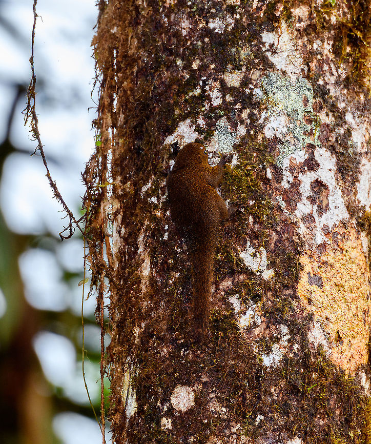 Western dwarf squirrel, Rio Ñambi, Colombia A very lucky catch. Within their range they are common to occur yet not that common to see. They look quite different from the typical squirrel, not just smaller, also more chubby, shorter limbs, a rounder face. <br />
<figure class="photo"><a href="https://www.jungledragon.com/image/78776/western_dwarf_squirrel_-_back_rio_ambi_colombia.html" title="Western dwarf squirrel - back, Rio &Ntilde;ambi, Colombia"><img src="https://s3.amazonaws.com/media.jungledragon.com/images/2/78776_thumb.jpg?AWSAccessKeyId=05GMT0V3GWVNE7GGM1R2&Expires=1759968010&Signature=eOE7PYmvxaeXFRF8VM9%2F1SP8C%2FM%3D" width="124" height="152" alt="Western dwarf squirrel - back, Rio &Ntilde;ambi, Colombia A very lucky catch. Within their range they are common to occur yet not that common to see. They look quite different from the typical squirrel, not just smaller, also more chubby, shorter limbs, a rounder face. <br />
https://www.jungledragon.com/image/78775/western_dwarf_squirrel_rio_ambi_colombia.html Colombia,Colombia 2018,Colombia South,Microsciurus mimulus,Rio &Ntilde;ambi,South America,Western dwarf squirrel" /></a></figure> Colombia,Colombia 2018,Colombia South,Fall,Geotagged,Microsciurus mimulus,Rio Ñambi,South America,Western dwarf squirrel