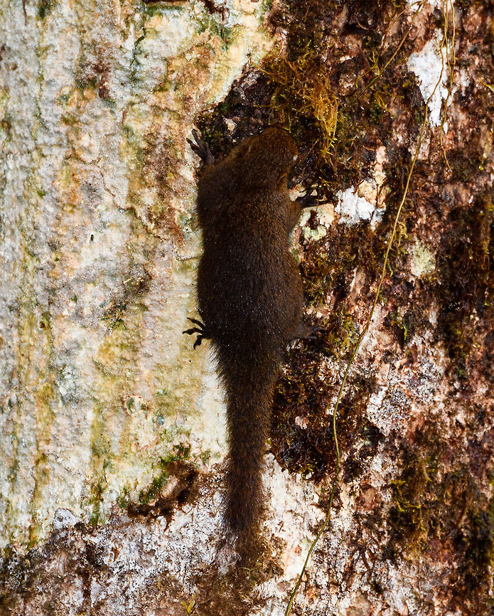 Western dwarf squirrel - back, Rio Ñambi, Colombia A very lucky catch. Within their range they are common to occur yet not that common to see. They look quite different from the typical squirrel, not just smaller, also more chubby, shorter limbs, a rounder face. <br />
<figure class="photo"><a href="https://www.jungledragon.com/image/78775/western_dwarf_squirrel_rio_ambi_colombia.html" title="Western dwarf squirrel, Rio &Ntilde;ambi, Colombia"><img src="https://s3.amazonaws.com/media.jungledragon.com/images/2/78775_thumb.jpg?AWSAccessKeyId=05GMT0V3GWVNE7GGM1R2&Expires=1759968010&Signature=SFmw%2Ftny9k%2BIrzZW4dN6jwxeHn4%3D" width="128" height="152" alt="Western dwarf squirrel, Rio &Ntilde;ambi, Colombia A very lucky catch. Within their range they are common to occur yet not that common to see. They look quite different from the typical squirrel, not just smaller, also more chubby, shorter limbs, a rounder face. <br />
https://www.jungledragon.com/image/78776/western_dwarf_squirrel_-_back_rio_ambi_colombia.html Colombia,Colombia 2018,Colombia South,Fall,Geotagged,Microsciurus mimulus,Rio &Ntilde;ambi,South America,Western dwarf squirrel" /></a></figure> Colombia,Colombia 2018,Colombia South,Microsciurus mimulus,Rio Ñambi,South America,Western dwarf squirrel
