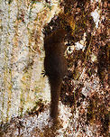 Western dwarf squirrel - back, Rio Ñambi, Colombia A very lucky catch. Within their range they are common to occur yet not that common to see. They look quite different from the typical squirrel, not just smaller, also more chubby, shorter limbs, a rounder face. <br />
https://www.jungledragon.com/image/78775/western_dwarf_squirrel_rio_ambi_colombia.html Colombia,Colombia 2018,Colombia South,Microsciurus mimulus,Rio Ñambi,South America,Western dwarf squirrel
