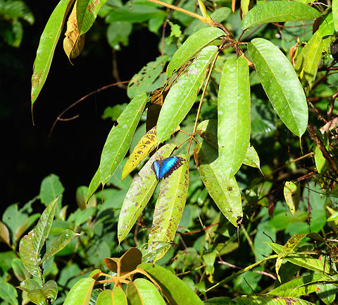 Remote view of Morpho sp., Rio Ñambi, Colombia A remote (30m) view of a giant Morpho butterfly warming up in the morning sun of Rio Ñambi, Colombia. They are well know for their giant size (wing span ~20cm), even more for their flashing bright blue (which technically is a result of light reflection, not actual pigmentation). 
As the underside of their wings are dark, their rapid wing flapping creates an almost siren-like strobe effect that is impossible to miss. Even pilots are able to see it from the air, reportedly. Colombia,Colombia 2018,Colombia South,Rio Ñambi,South America