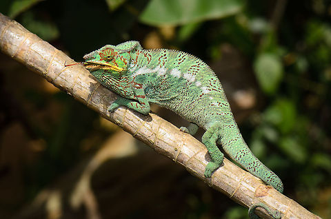 Panther Chameleon feeding on cricket This is a somewhat staged scene where a guide was holding a cricket far away from this panther chameleon, after which it snapped its lengthy tongue to catch it. This is the "after" scene, I'll share the action shot with the full tongue launch soon :) Furcifer pardalis,Madagascar,Panther chameleon,Pyreras Reserve
