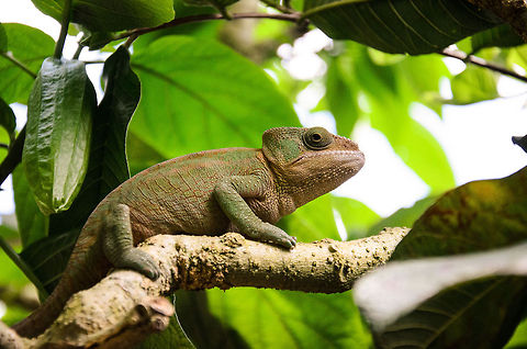 Female Parsons chameleon, full body shot  Calumma parsonii,Geotagged,Madagascar,Parsons chameleon,Pyreras Reserve