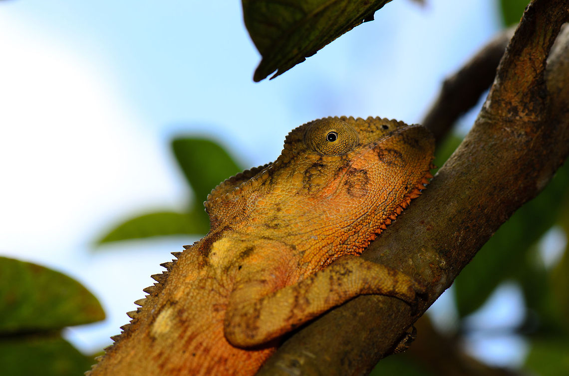 Orange Panther chameleon  Furcifer pardalis,Madagascar,Panther chameleon,Pyreras Reserve