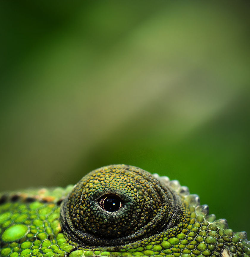 JungleDragon In the Madagascar jungle, sleeping can be a fatal mistake. Having two turret-like protected eyes that offer a 360 degree view helps, not to mention ultraviolet sight across a spectacular range. Furcifer pardalis,Madagascar,Panther chameleon,Pyreras Reserve